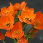 Orangefarbene Lilie