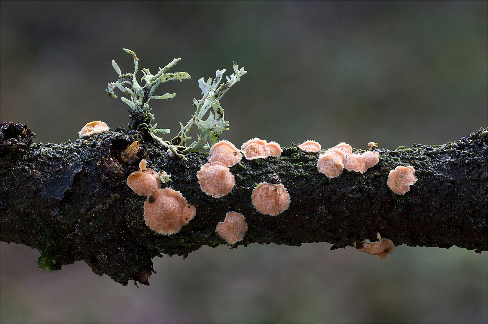 Orangefarbene Mehlscheibe (Aleurodiscus amorphus)