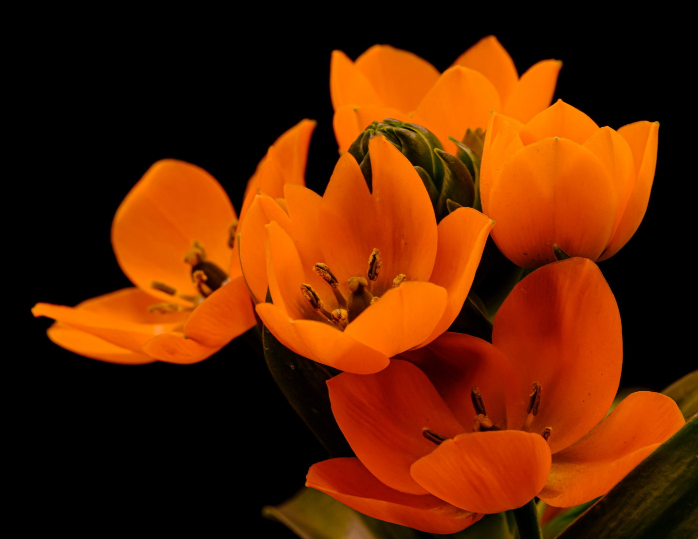 Orangefarbene Milchstern (Ornithogalum dubium Houtt.)