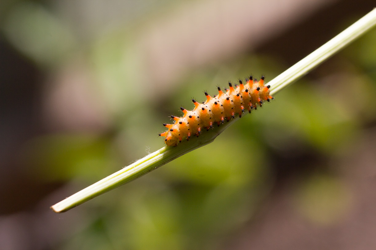 orangefarbene Raupe