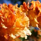 Orangefarbene Rhododendren