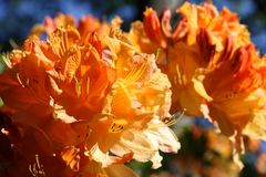 Orangefarbene Rhododendren