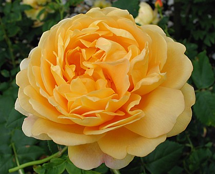 Orangefarbene Rose