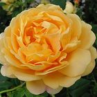 Orangefarbene Rose