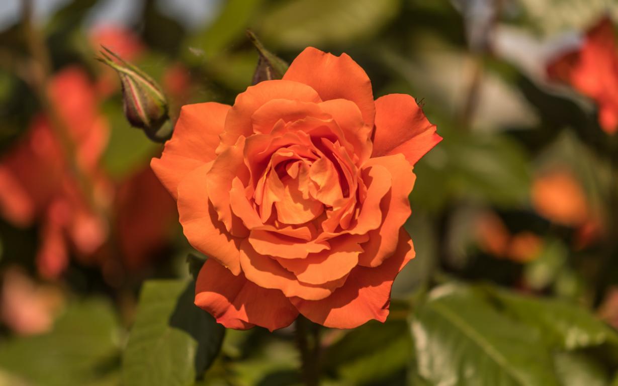 orangefarbene Rose