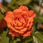 orangefarbene Rose
