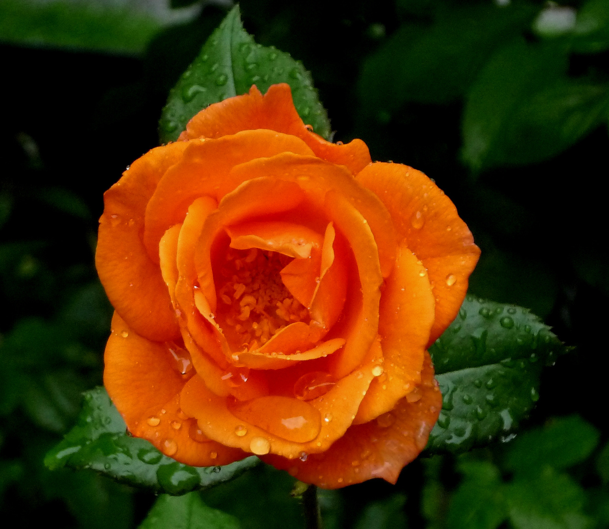 Orangefarbene Rose
