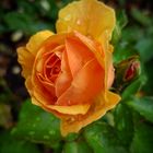 Orangefarbene Rose