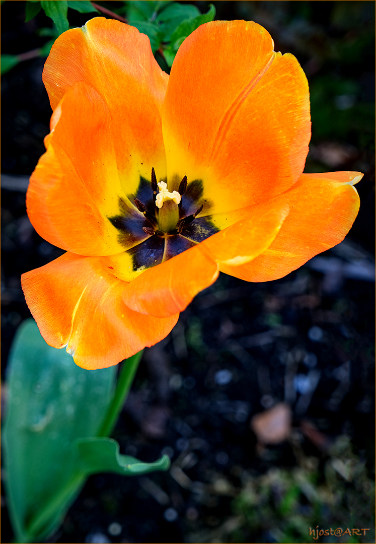 orangefarbener Einblick ...