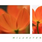 Orangefarbener Milchstern