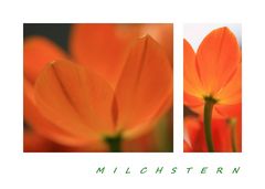 Orangefarbener Milchstern