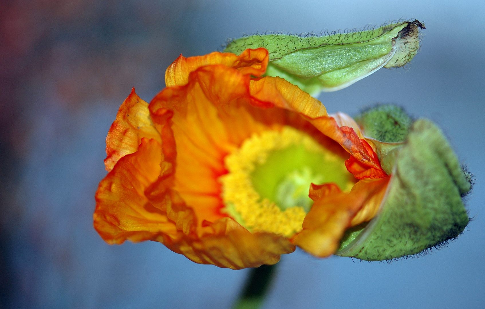 Orangefarbener Mohn