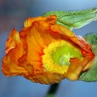 Orangefarbener Mohn