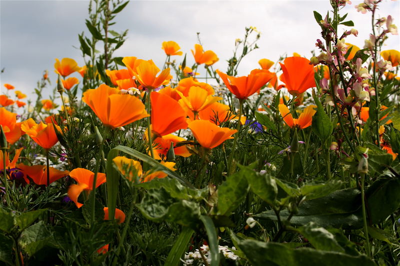 Orangefarbener Mohn