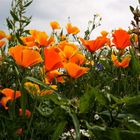 Orangefarbener Mohn