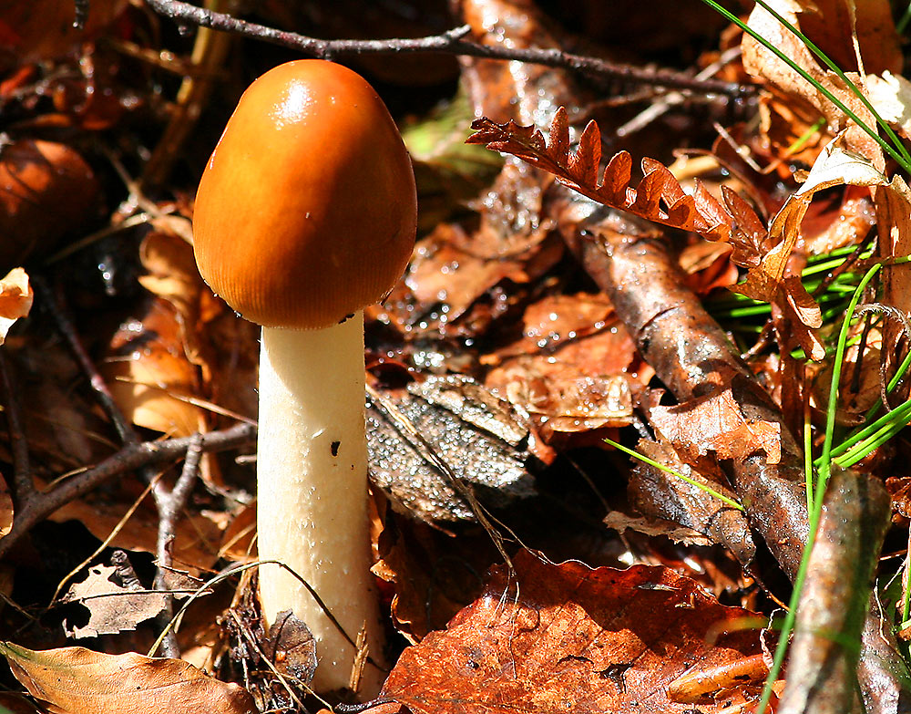 Orangefarbener Scheidenstreifling-Amanita vaginata