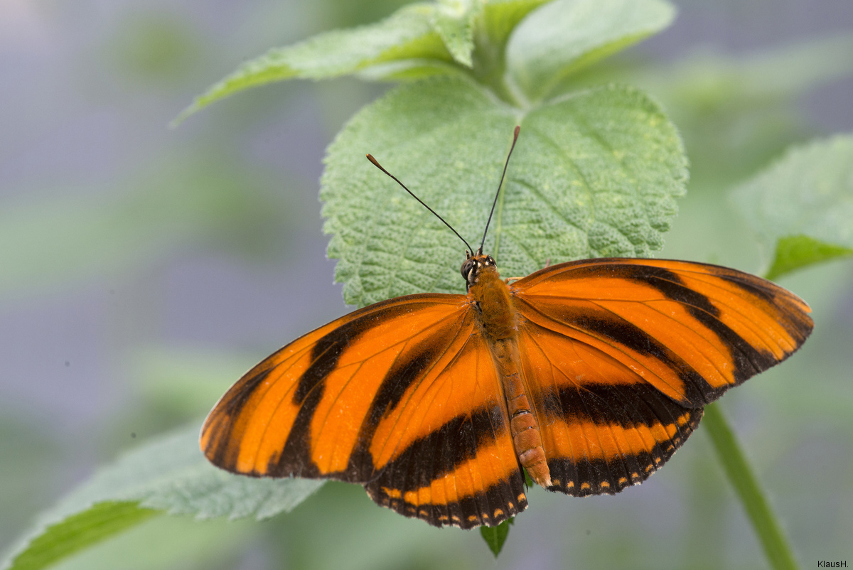 ~ orangefarbener Tiger ~