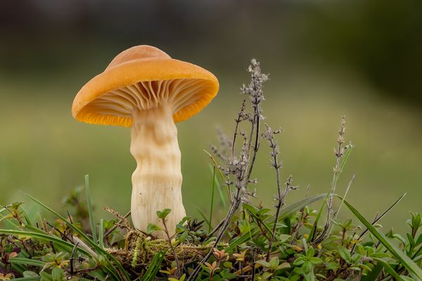 Orangefarbener Wiesenellerling