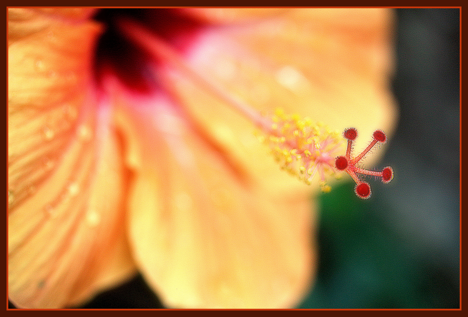 Orangefarbige Hibiscusblüte