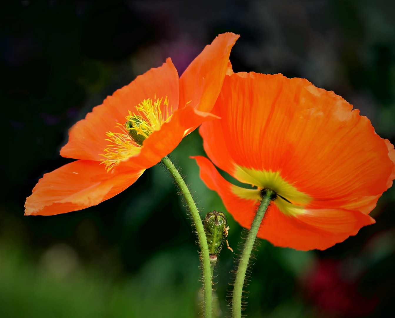 orangefarbiger Mohn  zum Mo(h)ntag...