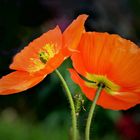 orangefarbiger Mohn  zum Mo(h)ntag...