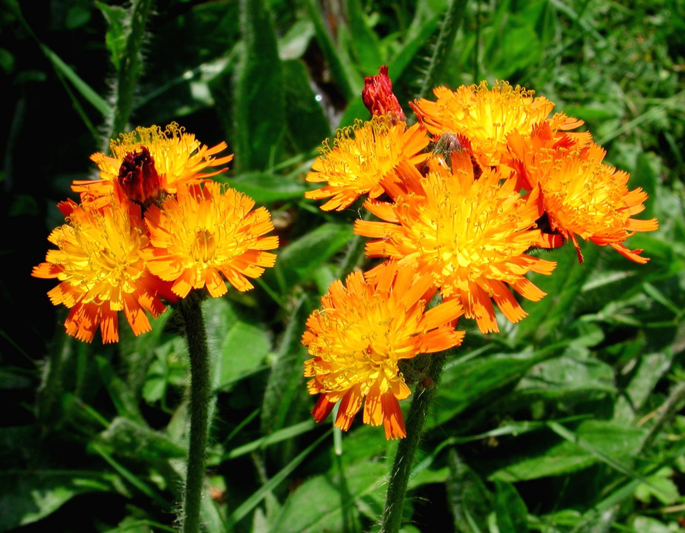 orangefarbiges Habichtskraut, eine schöne Wildblume