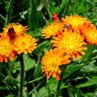 orangefarbiges Habichtskraut, eine schöne Wildblume