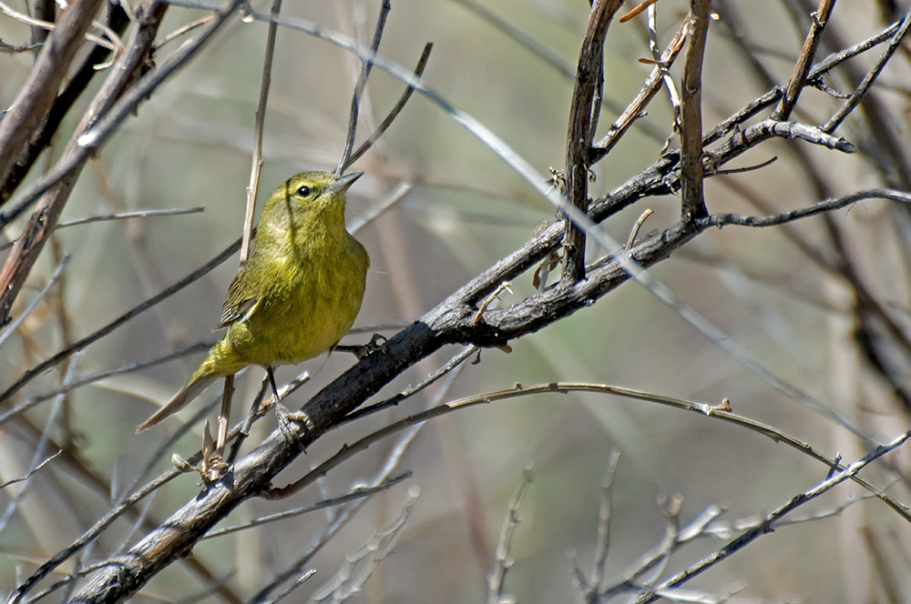 Orangefleck-Waldsänger - Orange-crowned Warbler (Vermivora celata)