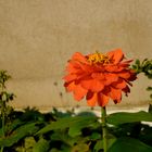 Orange_Flower