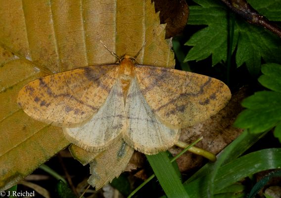 Orangegelber Breitflügelspanner m. ( Agriopis aurantiaria )