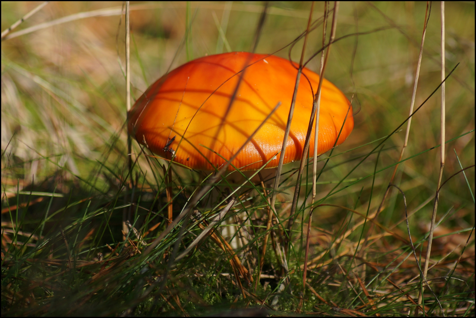 Orangegelber Fliegenpilz