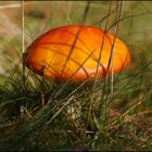 Orangegelber Fliegenpilz