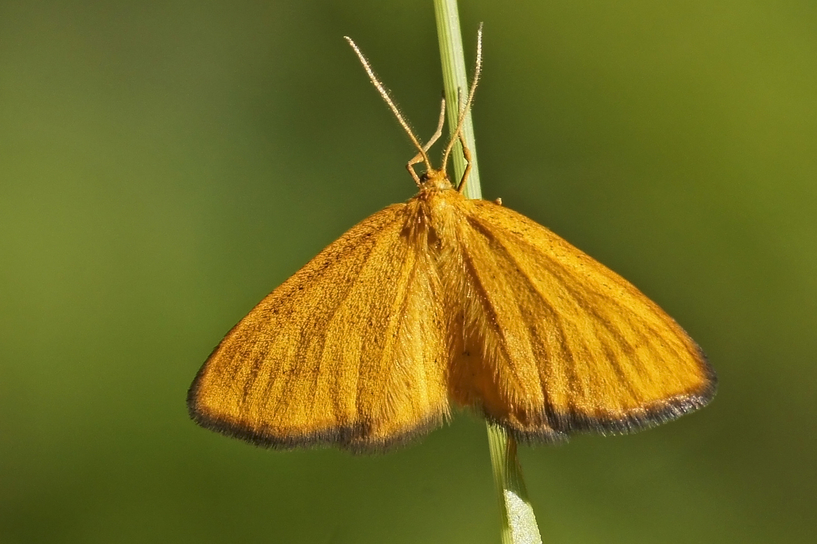 Orangegelber Magerrasen Zwergspanner (Idaea flaveolaria)