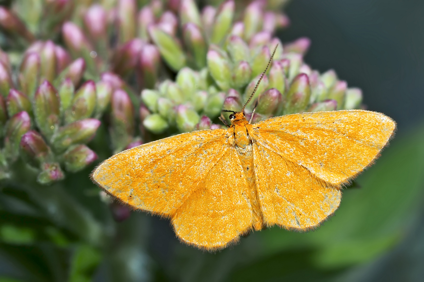 Orangegelber Magerrasen-Zwergspanner (Idaea flaveolaria) - Un mini-papillon!
