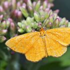 Orangegelber Magerrasen-Zwergspanner (Idaea flaveolaria) - Un mini-papillon!