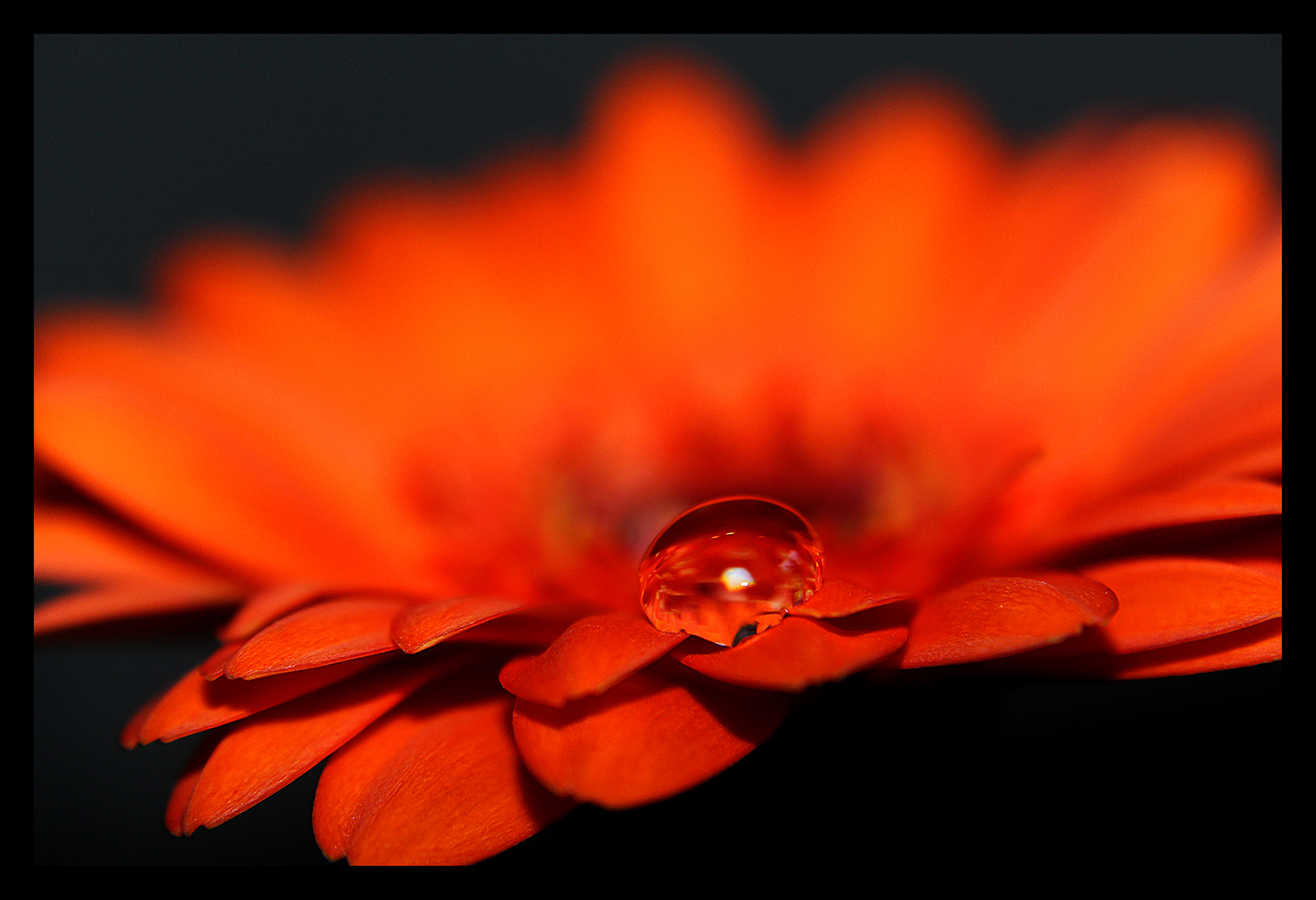 Orangegerbera