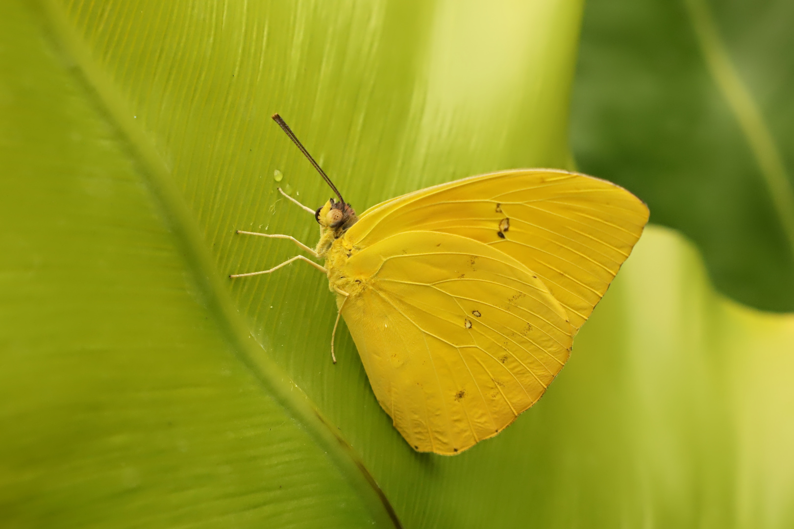 Orangegetüpfelter Gelbling, Phoebis philea (2018_05_24_EOS 6D Mark II_3295_ji)