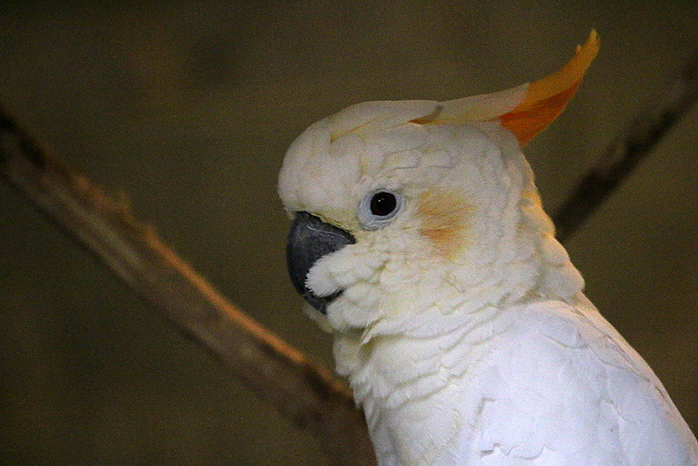 Orangehauben Kakadu