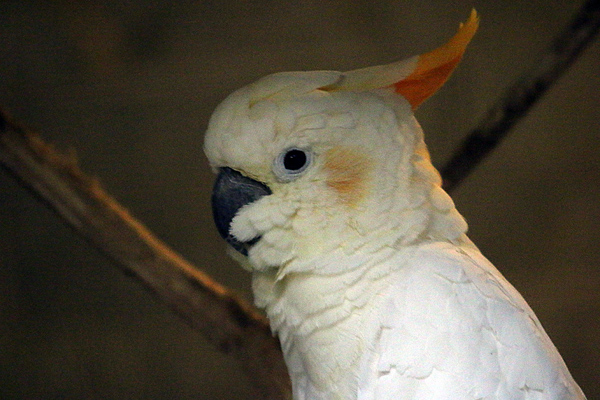 Orangehauben Kakadu