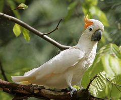 orangehauben-kakadu-chicco