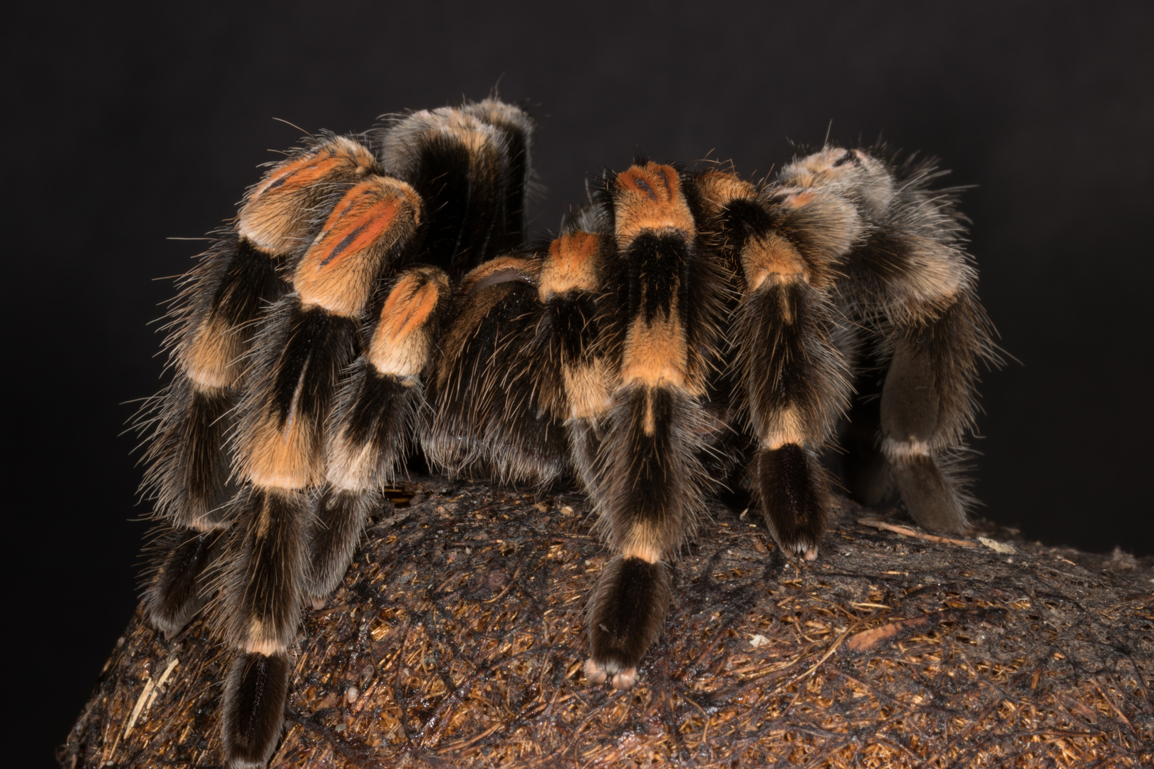 OrangeknieVogelspinne Foto & Bild makro, natur, macro Bilder auf
