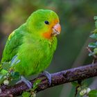 Orangeköpfchen (Red-headed lovebird)