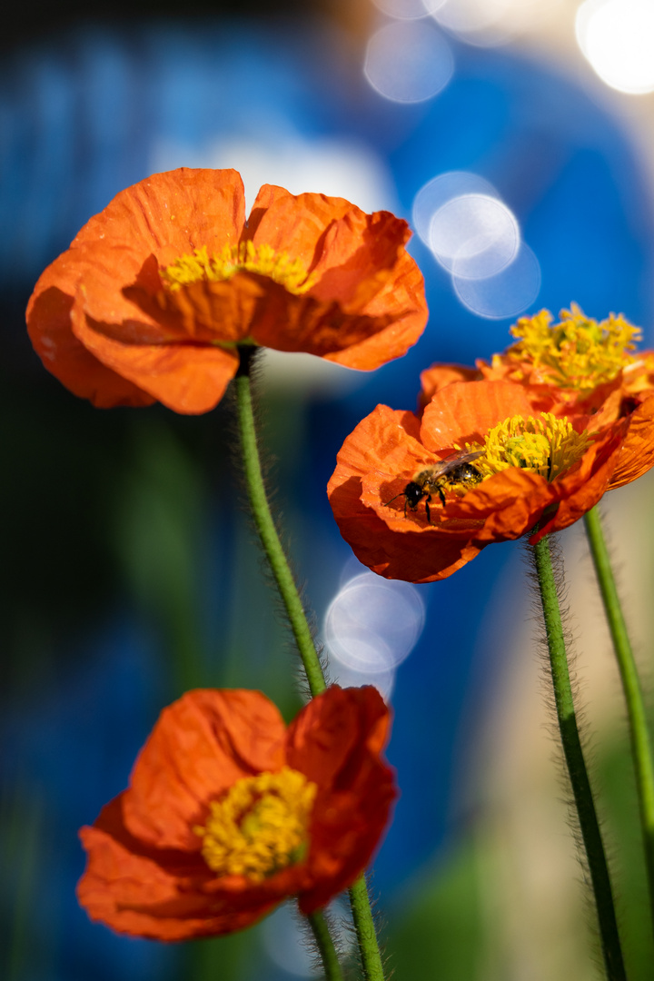 OrangeMohn