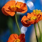 OrangeMohn