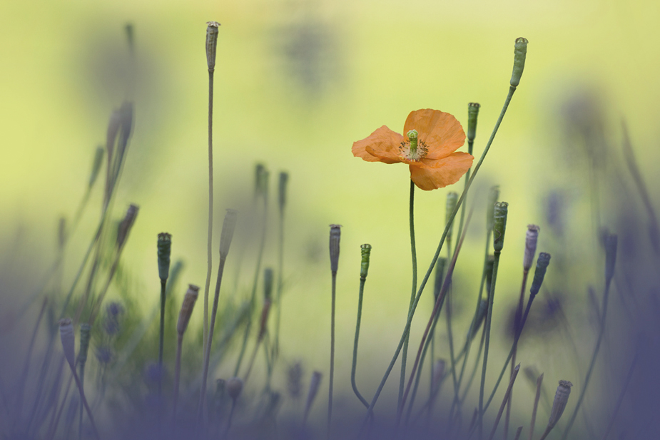 Orangemohn