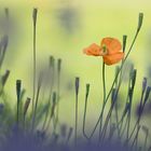 Orangemohn