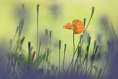 Orangemohn