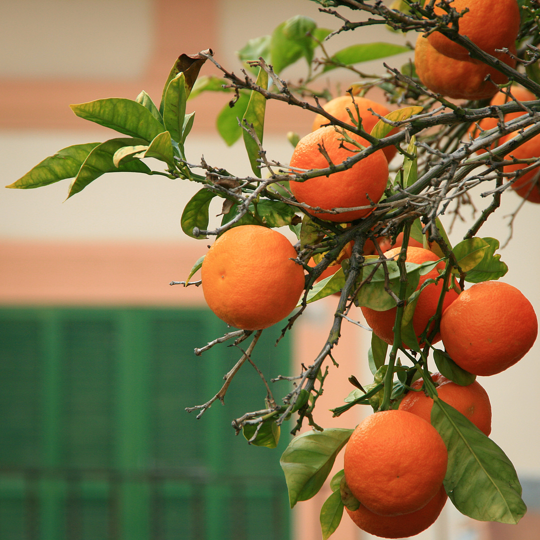 Orangen aus Mallorca