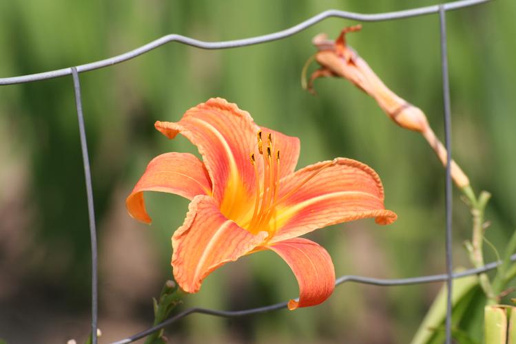 Orangen-Blüte