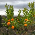 Orangen-Ernte vom Balkon ....